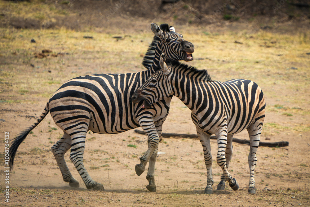Zebras fiercely battle for dominance in the African plains, captured during a safari game drive. The powerful scene showcases their strength and determination as they clash in a fight for leadership. Zebras fiercely battle for dominance in the African plains, captured during a safari game drive. The powerful scene showcases their strength and determination as they clash in a fight for leadership.