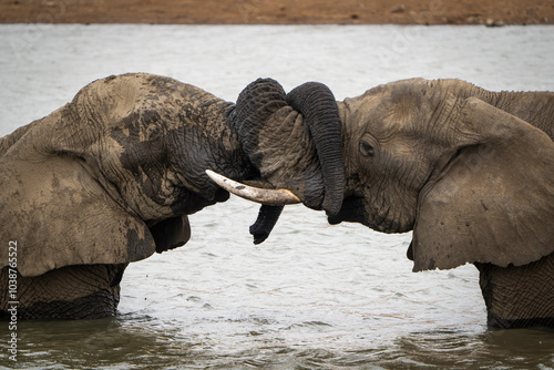wo elephants display affectionate behavior in a waterhole, gently interacting and bonding, captured during a safari game drive in the African bushveld. Their loving connection in the water.