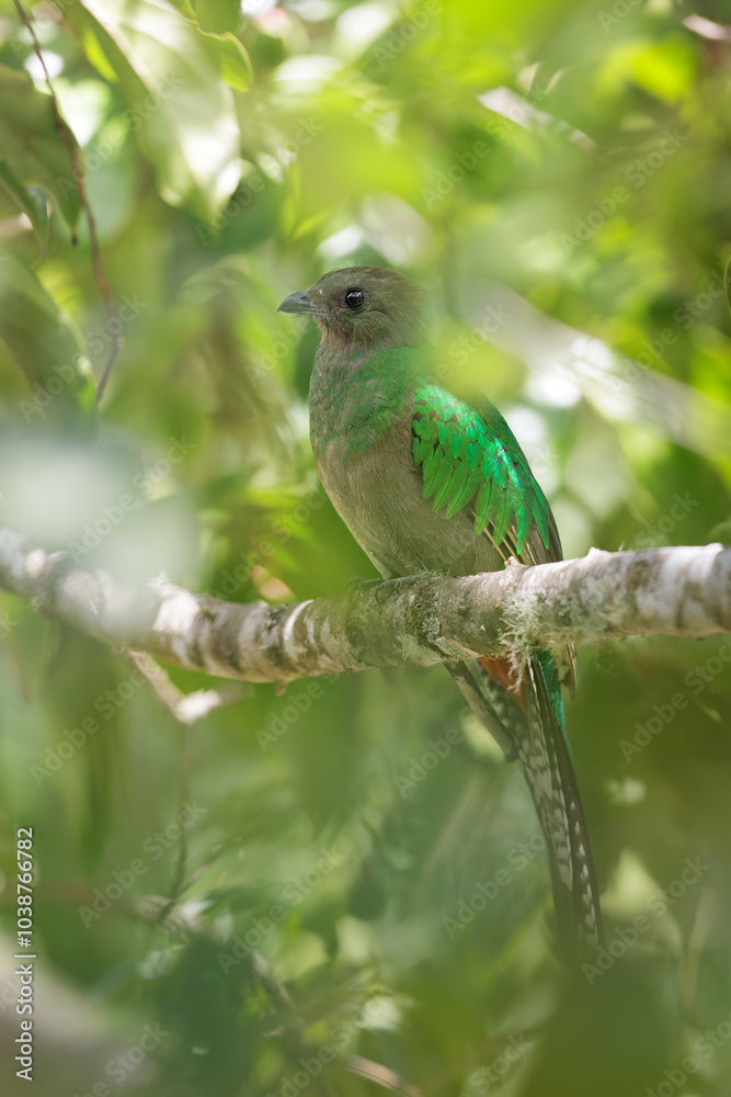 Fototapeta premium Resplendent Quetzal, Pharomachrus mocinno, from Savegre in Costa Rica. Magnificent sacred green and red bird in cloudforest. Female Quetzal. Bird with long tail. Bird in natural environment.