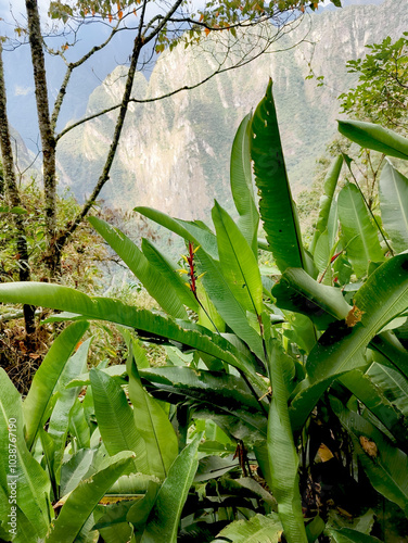 Photos Primer plano de hojas verdes en un entorno natural, con montañas de fondo que añ