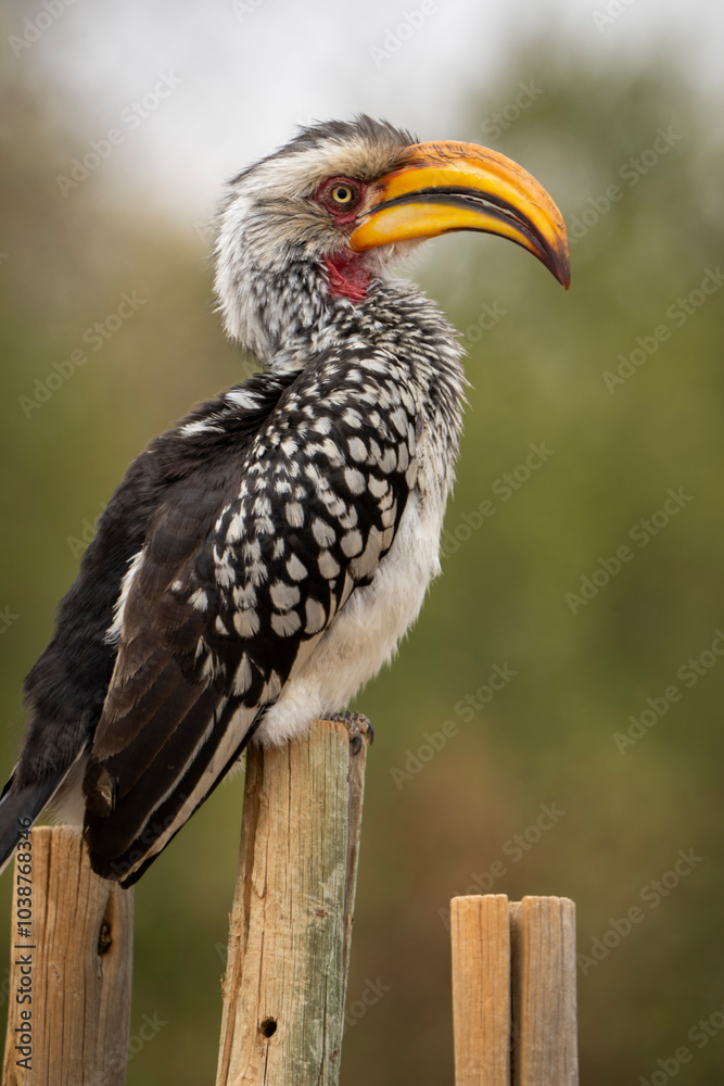 Obraz premium A yellow-billed hornbill forages on the ground, pecking at food, captured during a safari game drive in the African bushveld. The bird's distinctive bill and striking feathers contrast beautifully