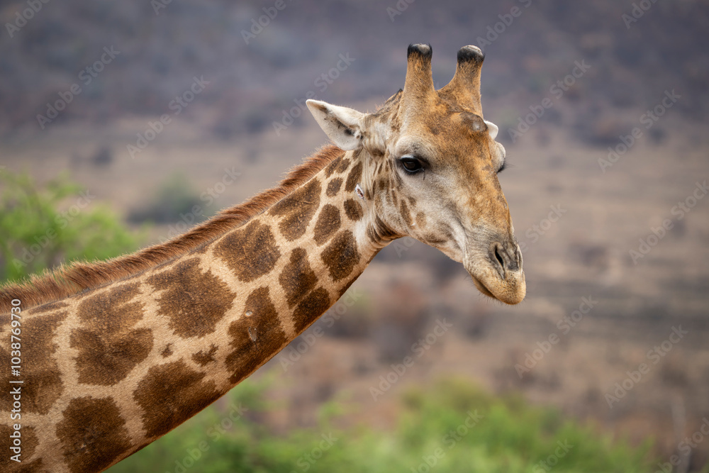 A giraffe stands among lush green trees in the African bushveld, feeding on fresh leaves. Captured during a safari game drive, the scene showcases the giraffe’s graceful reach and its natural habitat A giraffe stands among lush green trees in the African bushveld, feeding on fresh leaves. Captured during a safari game drive, the scene showcases the giraffe’s graceful reach and its natural habitat