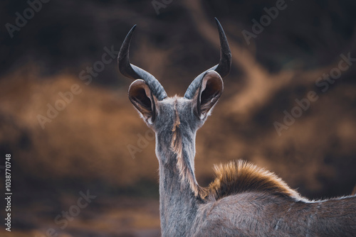 A young kudu stands alert in the African bush, blending into the surrounding vegetation as it gazes into the distance. Captured during a safari game drive, the image highlights this graceful antelope 