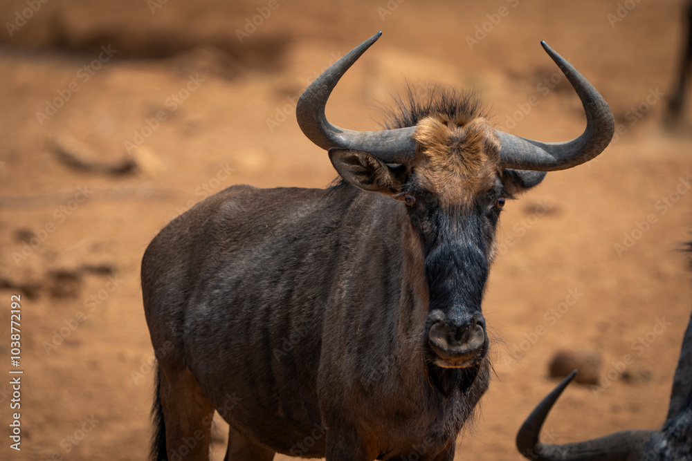 A blue wildebeest stands in an open field in the African bush, gazing directly at the camera, capturing the essence of the wilderness and raw nature. Taken during a Safari game drive A blue wildebeest stands in an open field in the African bush, gazing directly at the camera, capturing the essence of the wilderness and raw nature. Taken during a Safari game drive