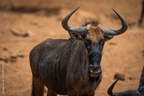 A blue wildebeest stands in an open field in the African bush, gazing directly at the camera, capturing the essence of the wilderness and raw nature. Taken during a Safari game drive