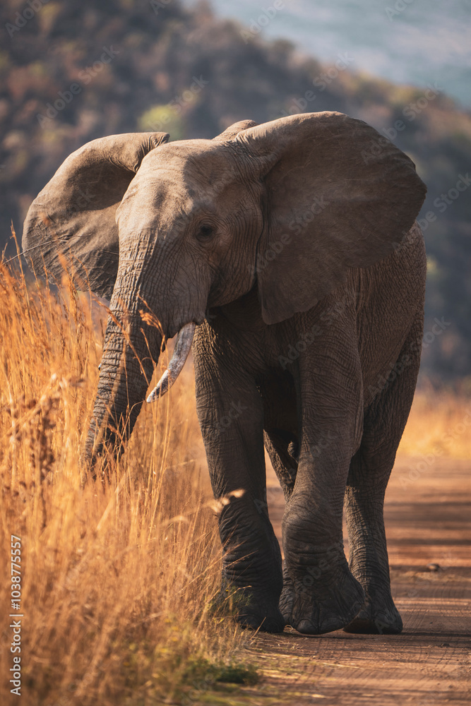 A massive elephant bull walks down the road, captured during a safari game drive in the African bushveld. The sheer size and presence of the elephant create a powerful and awe-inspiring scene. A massive elephant bull walks down the road, captured during a safari game drive in the African bushveld. The sheer size and presence of the elephant create a powerful and awe-inspiring scene.