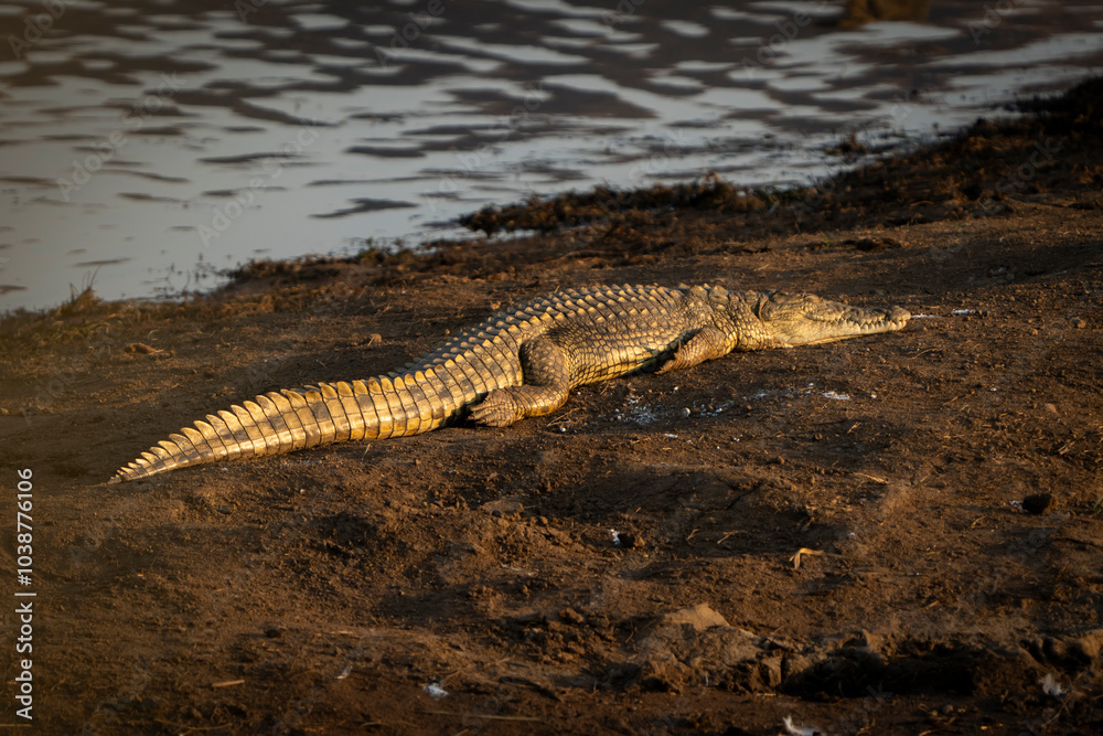 A stunning Nile crocodile laying on the bank of a river basking in the sun. Taken during a safari Game drive on a reserve in South Africa A stunning Nile crocodile laying on the bank of a river basking in the sun. Taken during a safari Game drive on a reserve in South Africa