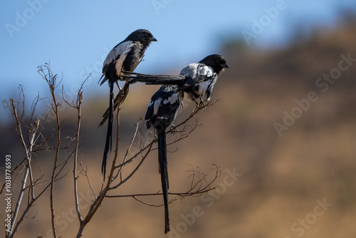 A shrike bird sits perched on a branch, observing its surroundings with keen eyes. The fine details of its feathers and alert posture are beautifully captured in this natural setting. photo