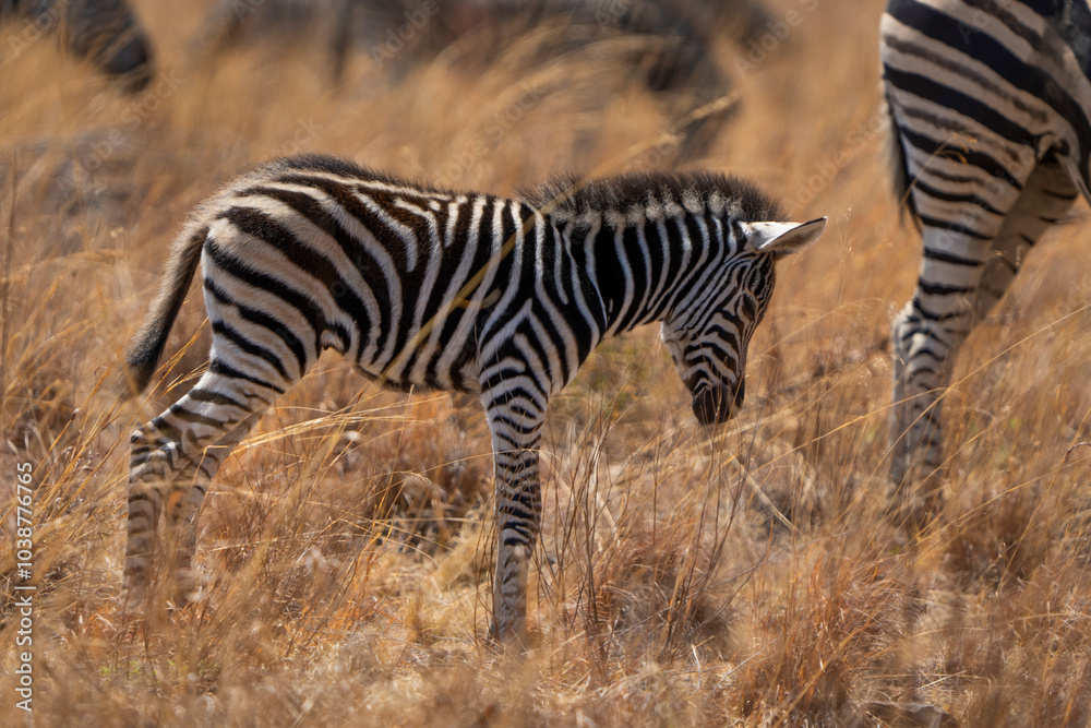 A baby zebra tries to stand upright but appears to be dozing off, creating a humorous and endearing moment. Captured during a safari game drive in the African bushveld, this charming scene A baby zebra tries to stand upright but appears to be dozing off, creating a humorous and endearing moment. Captured during a safari game drive in the African bushveld, this charming scene