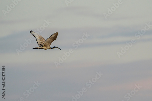 An African sacred ibis soars through the sky, wings spread wide in graceful flight. Captured during a safari game drive, this striking bird stands out against the natural landscape, embodying the spir