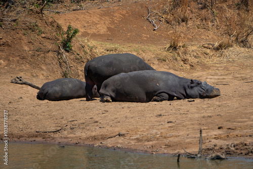 Hippos basking in the sun while lying lazily on the riverbanks, captured during a safari game drive in the African bushveld. Their large bodies rest peacefully, enjoying the warmth of the midday sun photo