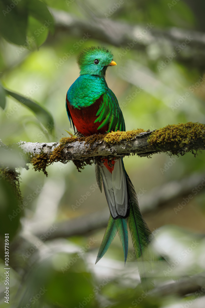 Obraz premium Resplendent Quetzal, Pharomachrus mocinno, from Savegre in Costa Rica. Magnificent sacred green and red bird in cloudforest. Male Quetzal. Bird with long tail. Bird in natural environment.