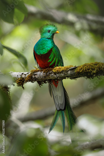Resplendent Quetzal, Pharomachrus mocinno, from Savegre in Costa Rica. Magnificent sacred green and red bird in cloudforest. Male Quetzal.  Bird with long tail.  Bird in natural environment.