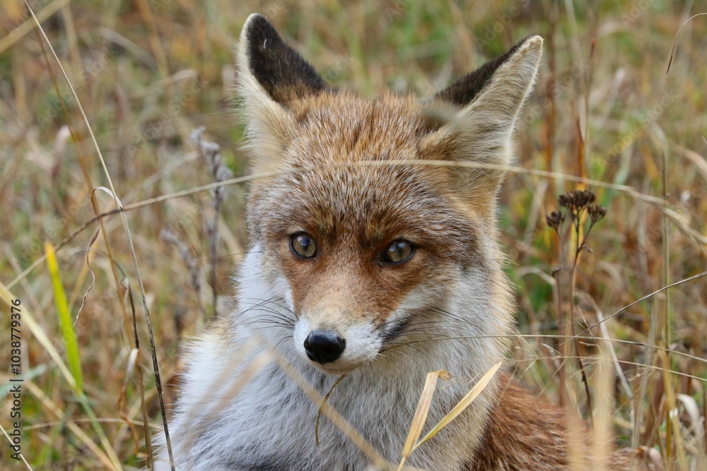 Fototapeta premium Volpe