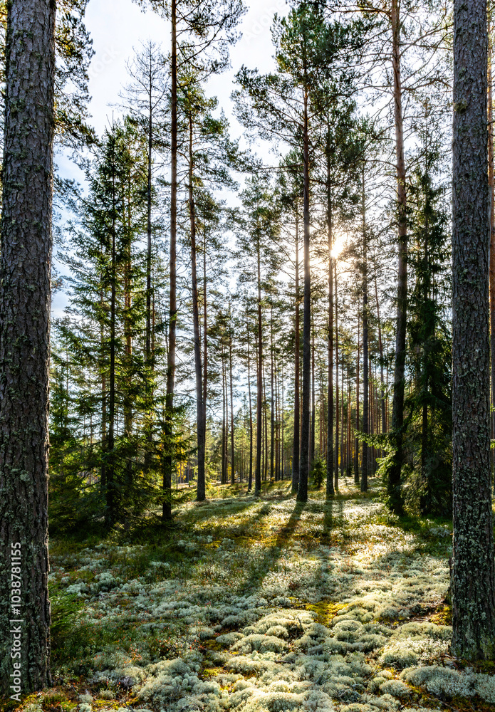 Fototapeta premium Pine tree forest in a sunny day