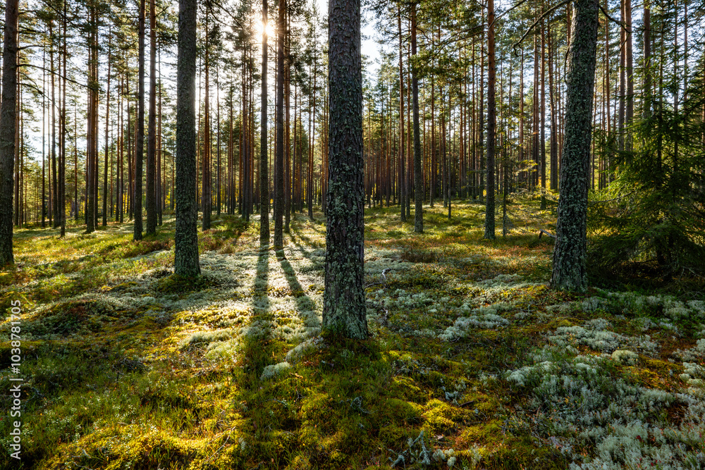 Obraz premium Pine tree forest in a sunny day