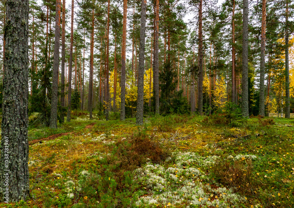 Fototapeta premium Pine tree forest in a sunny day