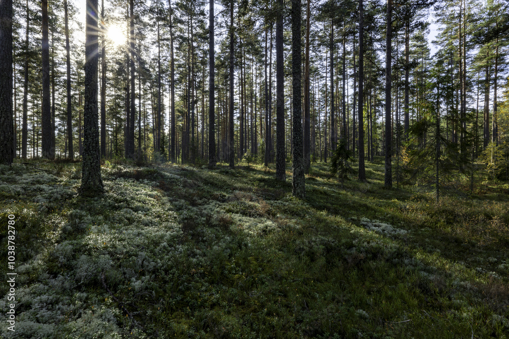 Fototapeta premium Pine tree forest in a sunny day