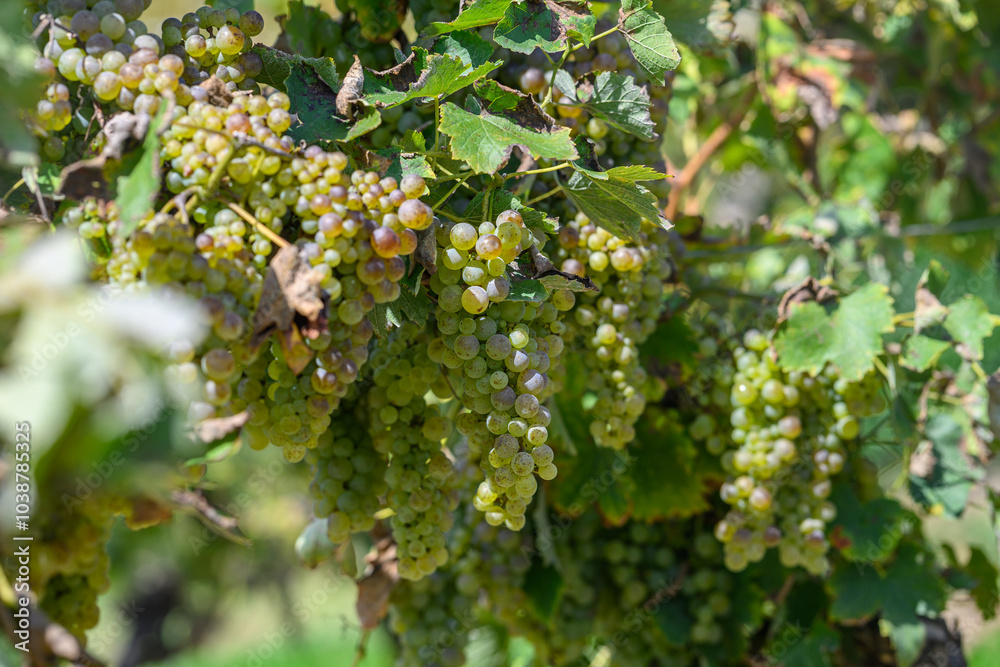 Grappe de raisin blanc dans les vignobles de l'Armagnac Grappe de raisin blanc dans les vignobles de l'Armagnac