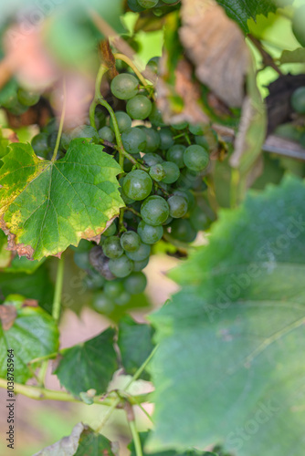 Grappe de raisin blanc dans les vignobles de l'Armagnac