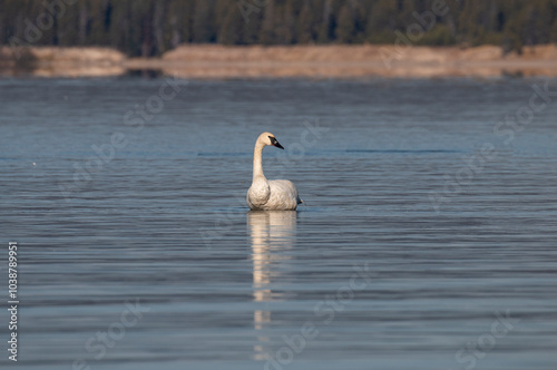 Trumpeter Swan Reflection on a Calm lake in Autumn photo