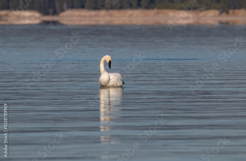 Trumpeter Swan Reflection on a Calm lake in Autumn photo