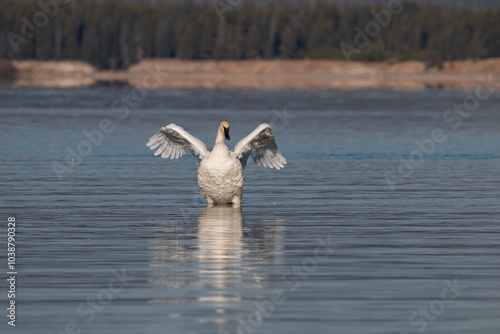 Trumpeter Swan Reflection on a Calm lake in Autumn photo