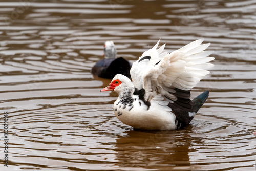 white duck swimming in a lagoon photo