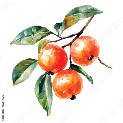 Chinese hawthorn fruit watercolor clipart illustratration