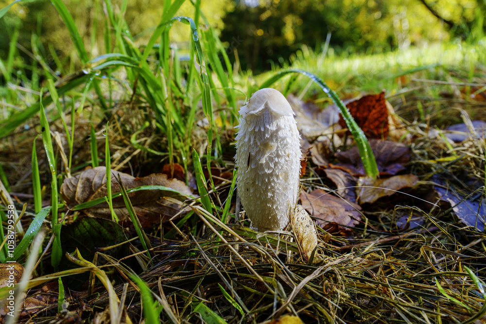Fototapeta premium mushroom in the grass