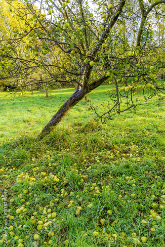 autumn appletree in the park photo