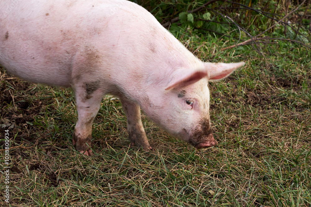 little piggy eats grass on the farm little piggy eats grass on the farm