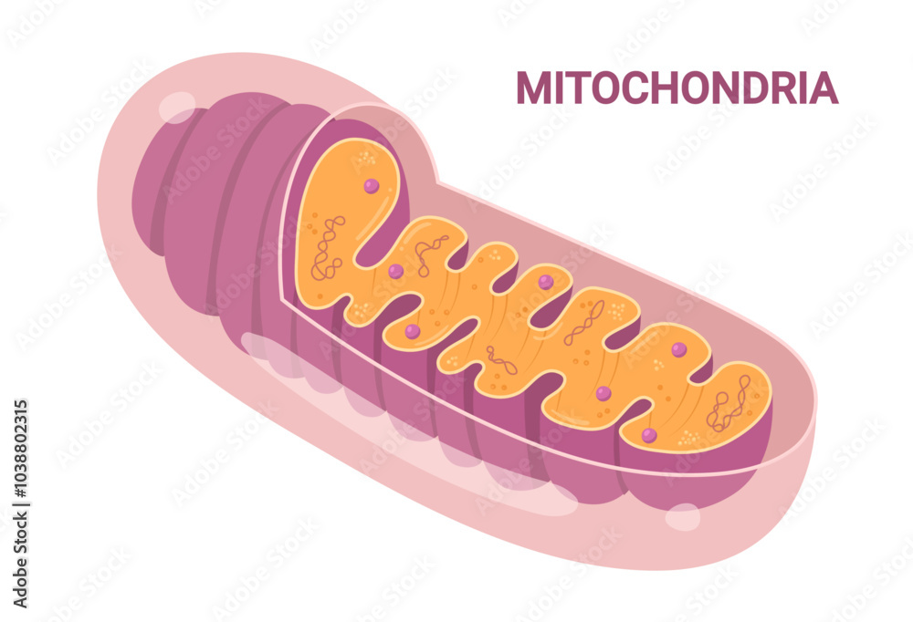 Vector diagram of Mitochondria. Cross-section view. Medical infographics Vector diagram of Mitochondria. Cross-section view. Medical infographics
