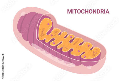Vector diagram of Mitochondria. Cross-section view. Medical infographics