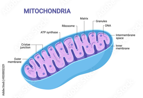 Vector diagram of Mitochondria. Cross-section view. Medical infographics