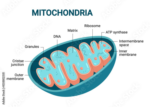 Vector diagram of Mitochondria. Cross-section view. Medical infographics.	