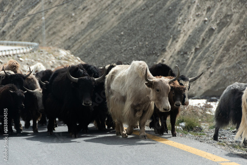 Jaks en una carretera de Pakistán