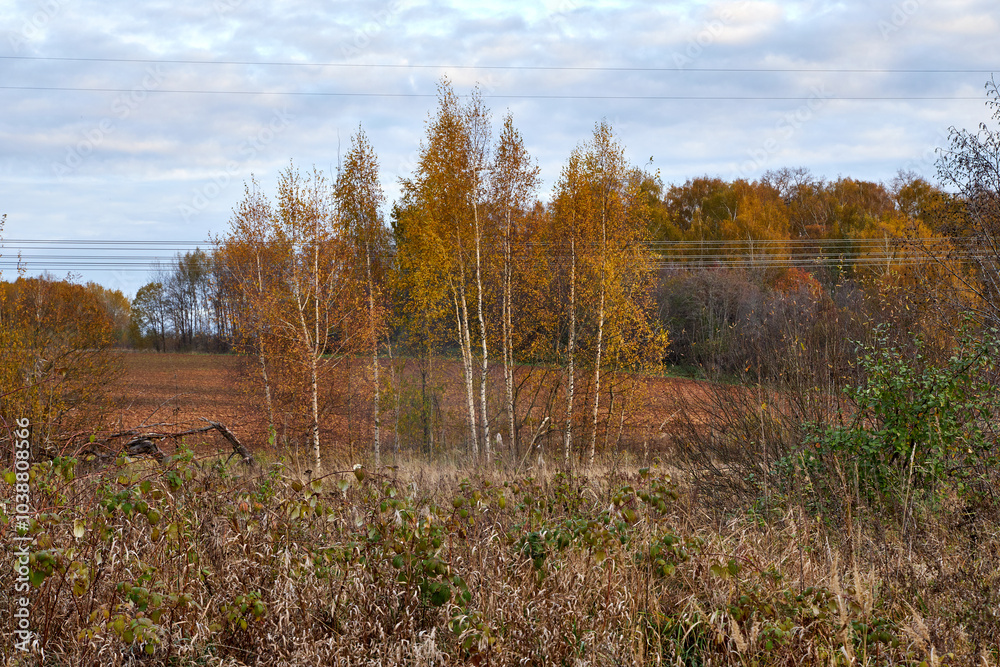 Autumn country landscape, field with cereals and trees with yellow leaves Autumn country landscape, field with cereals and trees with yellow leaves