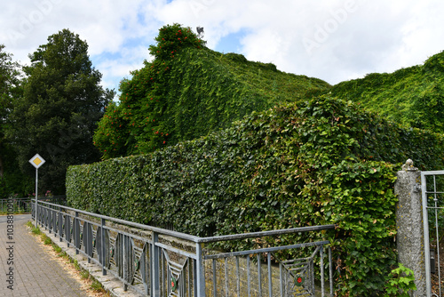 zugewachsenes Scheunendach