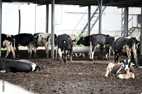 farm, cow, animal, cows, construction, horse, building, sky, cattle, agriculture, nature, work, animals, people, water, horses, livestock, stable, architecture