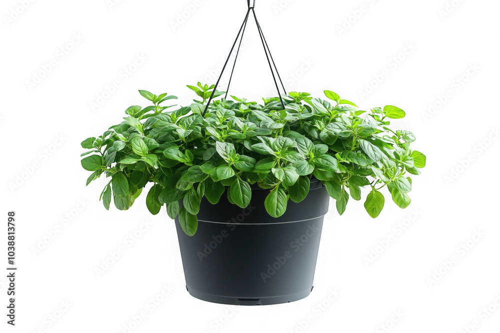 Black hanging bucket with climbing plants isolated on transparent background, png file, no background png file