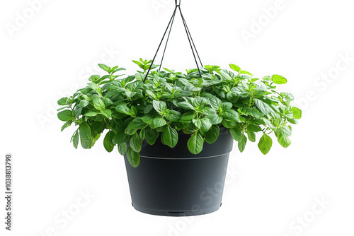 Obraz na płótnie Black hanging bucket with climbing plants isolated on transparent background, png file, no background png file w salonie