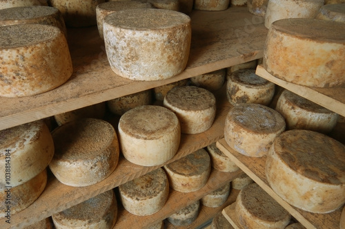 Forma di formaggio pecorino stagionato