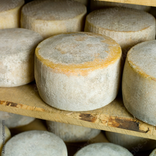 Forma di formaggio pecorino stagionato