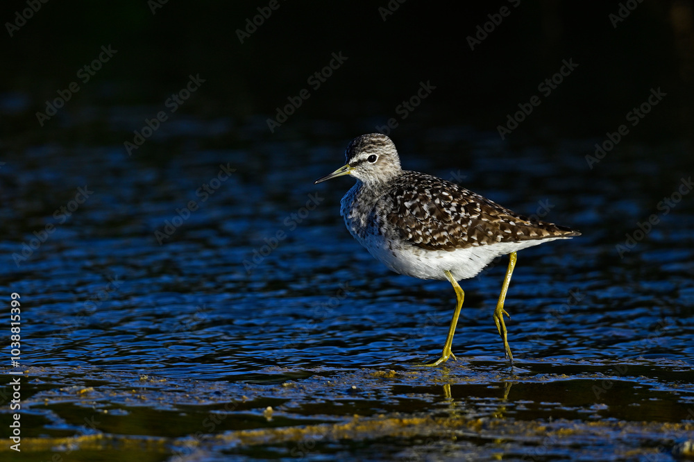 Obraz premium Wood sandpiper // Bruchwasserläufer (Tringa glareola) 