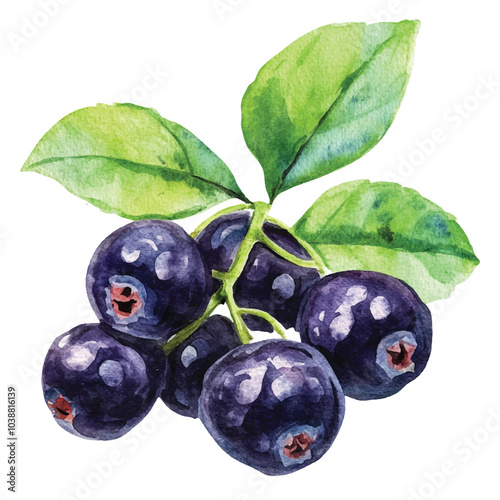 Chokeberry fruit watercolor clipart illustration