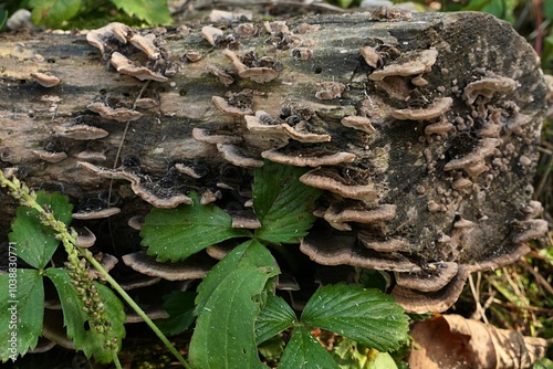 Polypore mushroom Turkey Tail, latin name Trametes Versicolor, growing on piece of dead tree trunk in garden.  photo