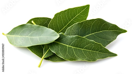 Fresh Green Bay Leaves Isolated on White Background Top View