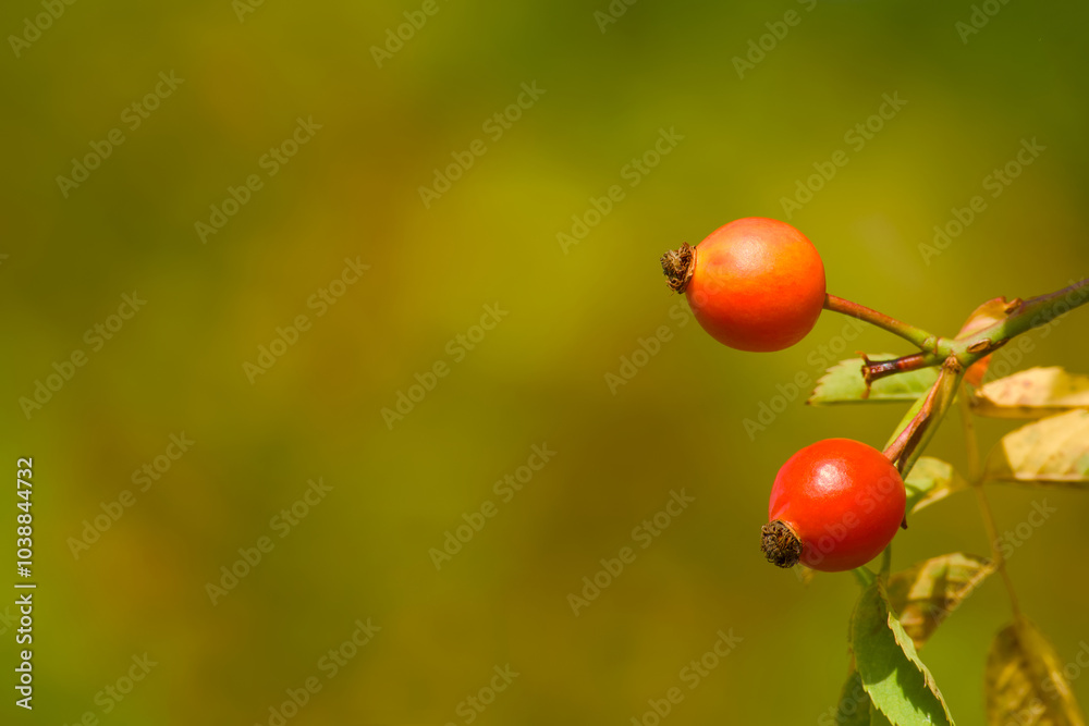 autumn harvest, red rose hips on a twig close-up autumn harvest, red rose hips on a twig close-up