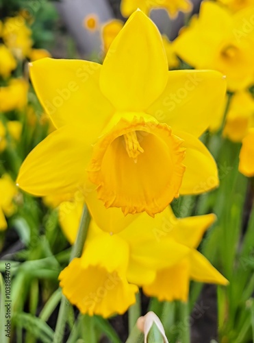 yellow flower winter flowers flowers